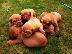 PoulaTo: Top Ποιότητας Dogue De Bordeaux κουτάβι του * έτοιμο να πάει στη Νέα Homes...